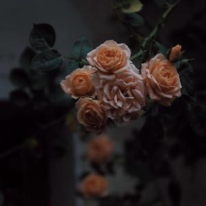 国产剧情麻豆mv
